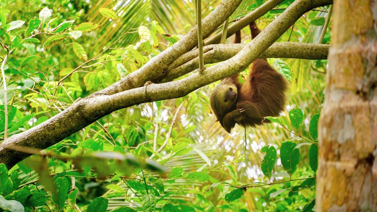 Posada Nena Caribe Puerto Viejo de Talamanca Экстерьер фото