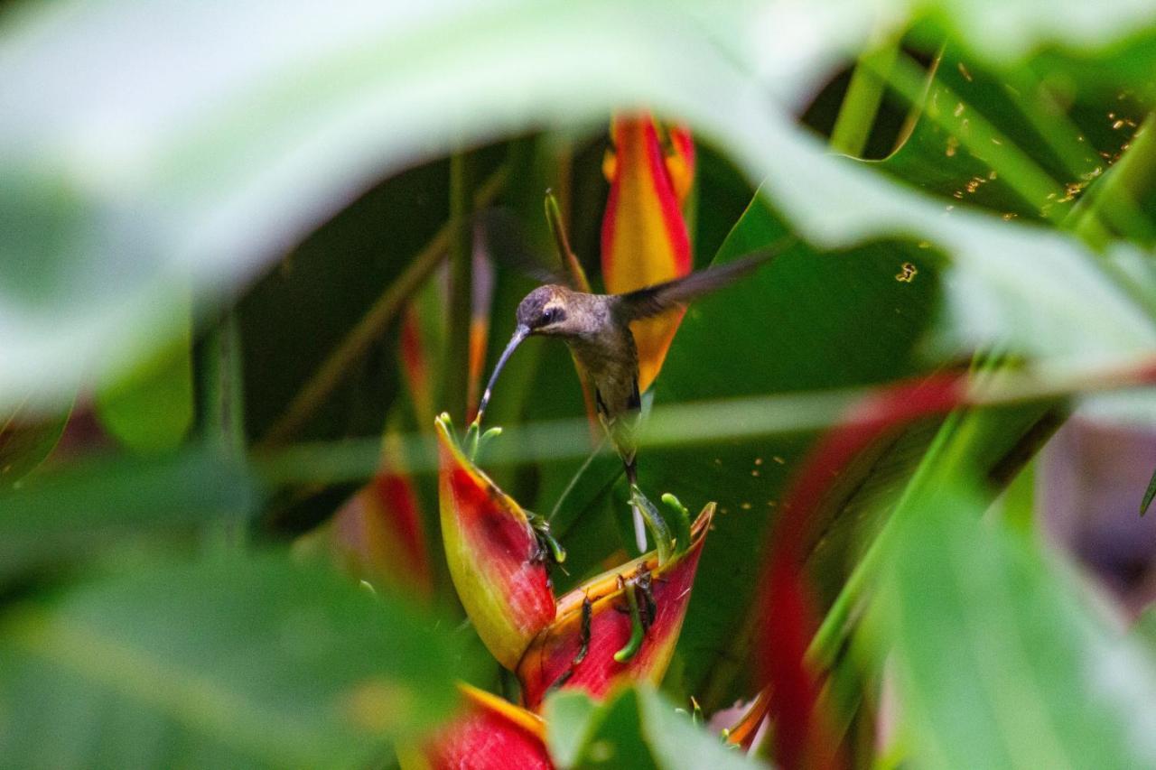 Posada Nena Caribe Puerto Viejo de Talamanca Экстерьер фото