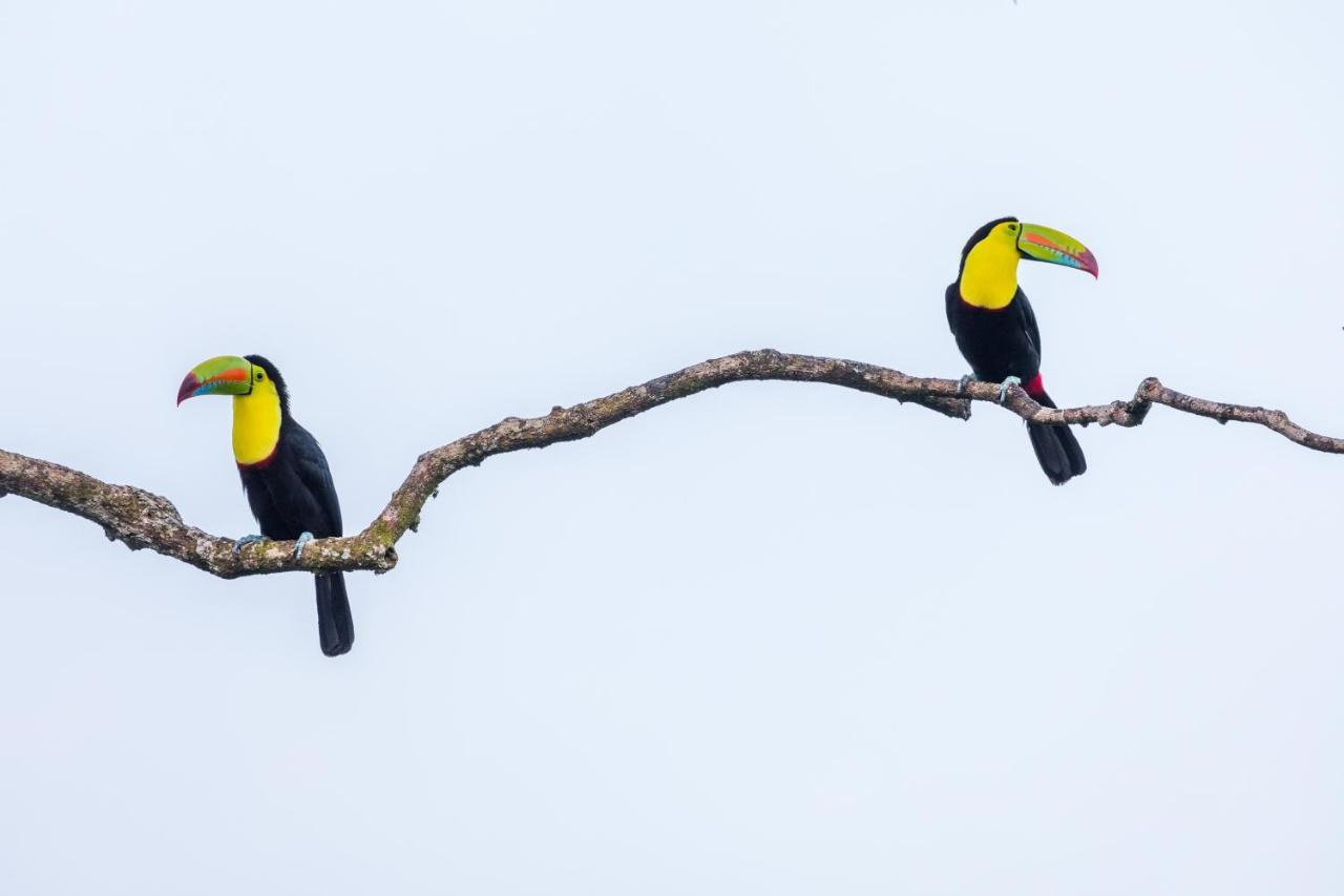 Posada Nena Caribe Puerto Viejo de Talamanca Экстерьер фото