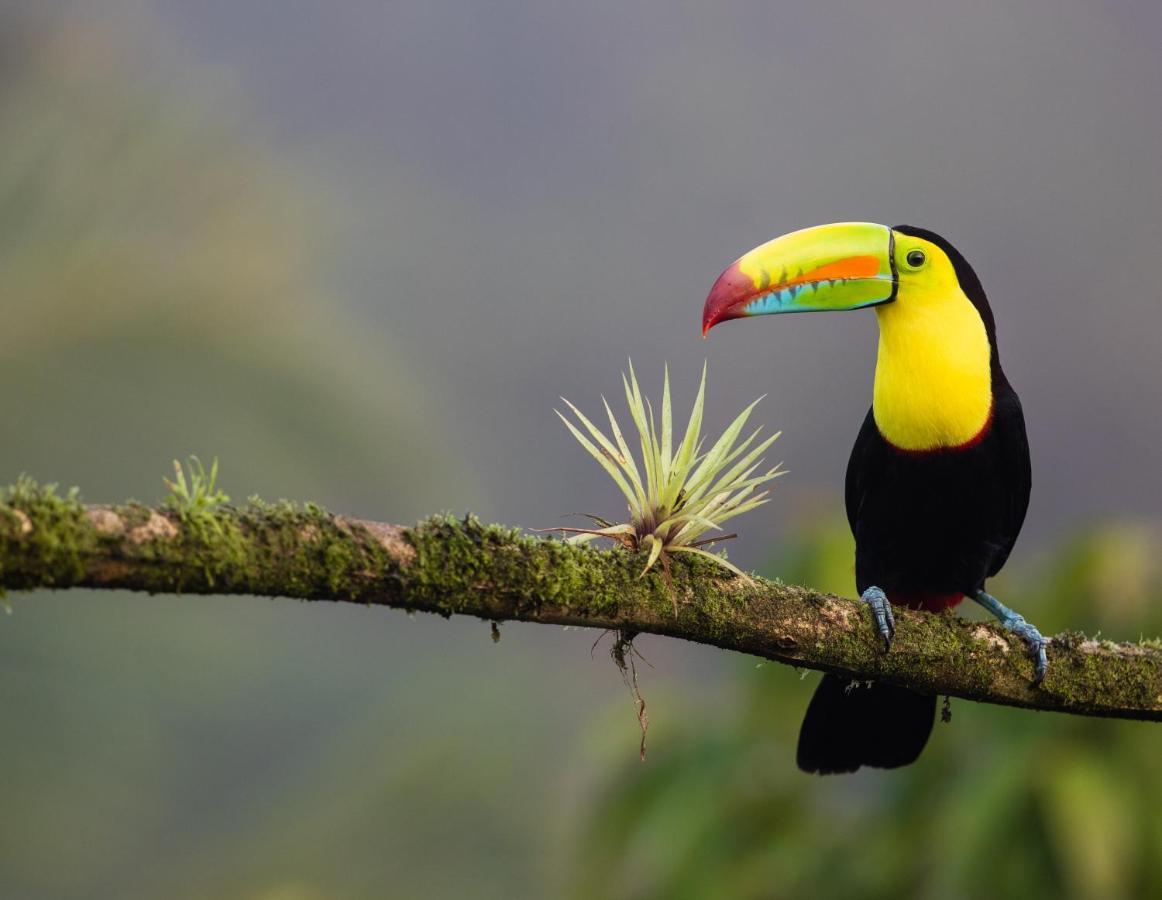 Posada Nena Caribe Puerto Viejo de Talamanca Экстерьер фото
